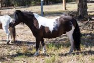 Outstanding Miniature Pony/APSB colt - Yearling on HorseYard.com.au