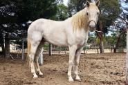 PROJECT Mare: 14.1hh Arab x  on HorseYard.com.au