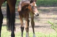 Fiji R Filly on HorseYard.com.au