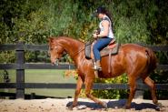 Buckskin Pony Mare  on HorseYard.com.au