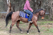 Roany 14h 4yo quarter horse gelding  on HorseYard.com.au