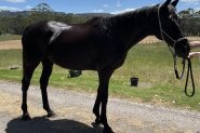 Gorgeous TB Gelding  on HorseYard.com.au