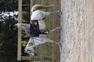 Registered Aust Riding Pony on HorseYard.com.au