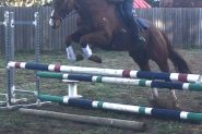 Athletic, sensible 15.2 9yo tb gelding  on HorseYard.com.au