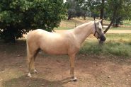 Welsh Section B Filly on HorseYard.com.au