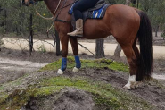 Extremely quiet Tb pony club adult riders mount  on HorseYard.com.au