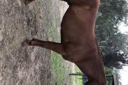 QH Gelding on HorseYard.com.au