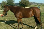 standardbred gelding on HorseYard.com.au