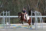 Gorgeous natured mare on HorseYard.com.au