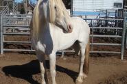 ** Gandalf **  Beautiful Half Draught Horse Stallion  on HorseYard.com.au