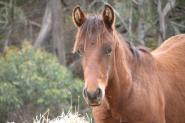 lazy acres heavenly boy [pending ] on HorseYard.com.au