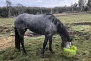 Unbroken Grey Tb filly on HorseYard.com.au