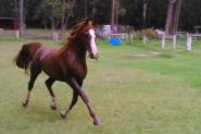 Arabian stallion  on HorseYard.com.au