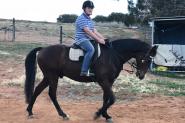 Adults ASH Gelding on HorseYard.com.au