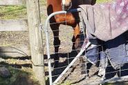 Skye,  15.3h,  9 yr old mare on HorseYard.com.au