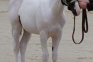 PHAA registered gelding on HorseYard.com.au