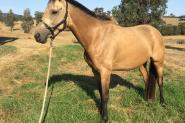 6 YO Buckskin Mare on HorseYard.com.au