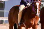 Perfect Allrounder on HorseYard.com.au