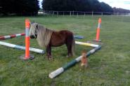 Mini stallion on HorseYard.com.au