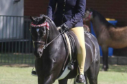 Stunning Black gelding on HorseYard.com.au