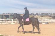 STUNNING ARABIAN X WARMBLOOD MARE on HorseYard.com.au