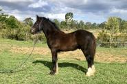 Stunning Black Gypsy Cob Gelding For Sale on HorseYard.com.au