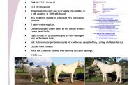 AQHA Stallion - PHAA Approved and QH IBF Paid on HorseYard.com.au