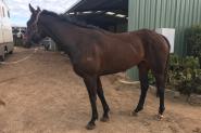 Potential Moshe broodmare  on HorseYard.com.au