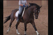 Lovely Horse for Free Lease / Horse Share ASAP!!! on HorseYard.com.au