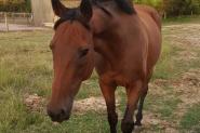 Lovely tb gelding  on HorseYard.com.au