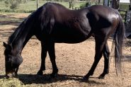 Urgent rehoming needed  on HorseYard.com.au