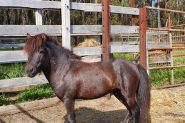 Miniature gelding on HorseYard.com.au