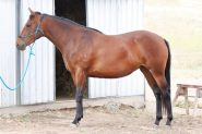 Stunning ASH mare on HorseYard.com.au