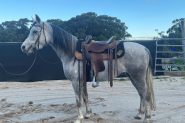 Ready for endurance career on HorseYard.com.au