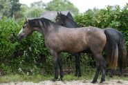 Beautiful PRE Andalusian Horse Activ P.R.E. Mare on HorseYard.com.au