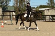 17hh 14yo TB Gelding on HorseYard.com.au