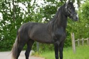 Gorgeous Airo P.R.E. Stallion Horse on HorseYard.com.au
