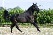 This is a seven year old dream All Star P.R.E. Gelding Horse . on HorseYard.com.au