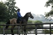 4YEAR OLD American Quarter HORSE GELDING FOR SALE on HorseYard.com.au