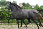 AMAZING AND ENERGETIC Avelan P.R.E. Mare HORSE FOR SALE.. on HorseYard.com.au