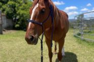 Stunning 2012 Broodmare on HorseYard.com.au