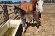 Black n chrome colt  on HorseYard.com.au