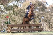 Flashy chestnut gelding  on HorseYard.com.au