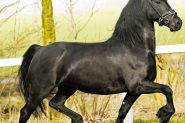 Attractive Ster stallion on HorseYard.com.au