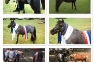 Miniature Horses on HorseYard.com.au