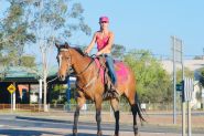  Quiet heritage Stockhorse mare on HorseYard.com.au