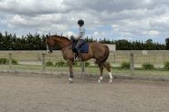 Flashy 8yo gelding  on HorseYard.com.au