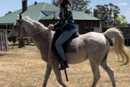 Beautiful Purebred Arabian For Sale on HorseYard.com.au