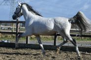 Apto approved PRE Stallion – ZZ light+9 winning points on HorseYard.com.au