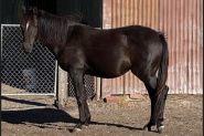 Stunning Black Anglo MAre on HorseYard.com.au